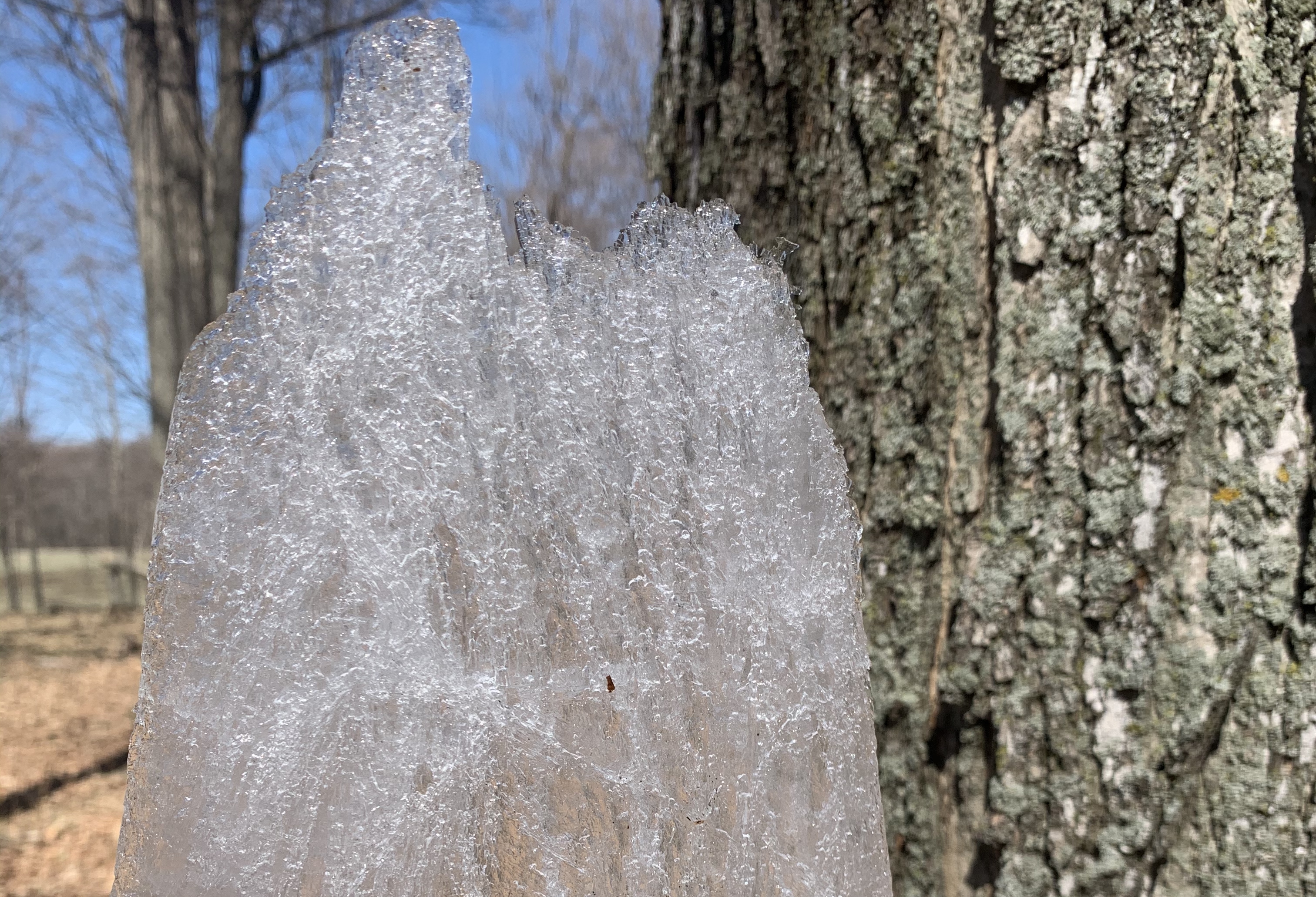 Water remembers! Maple ice from the sap bucket